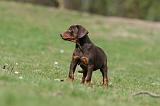 DOBERMANN 300